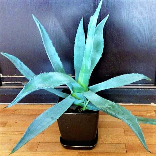 Agave americana , Century Plant - www.Greenie.ae Buy online Best and Healthy Plants and quality products guarantee in Dubai Plants Shop in Dubai Abu Dhabi all over UAE Plants near me Fresh Plants in Dubai where to buy plants in UAE - Greenie.ae