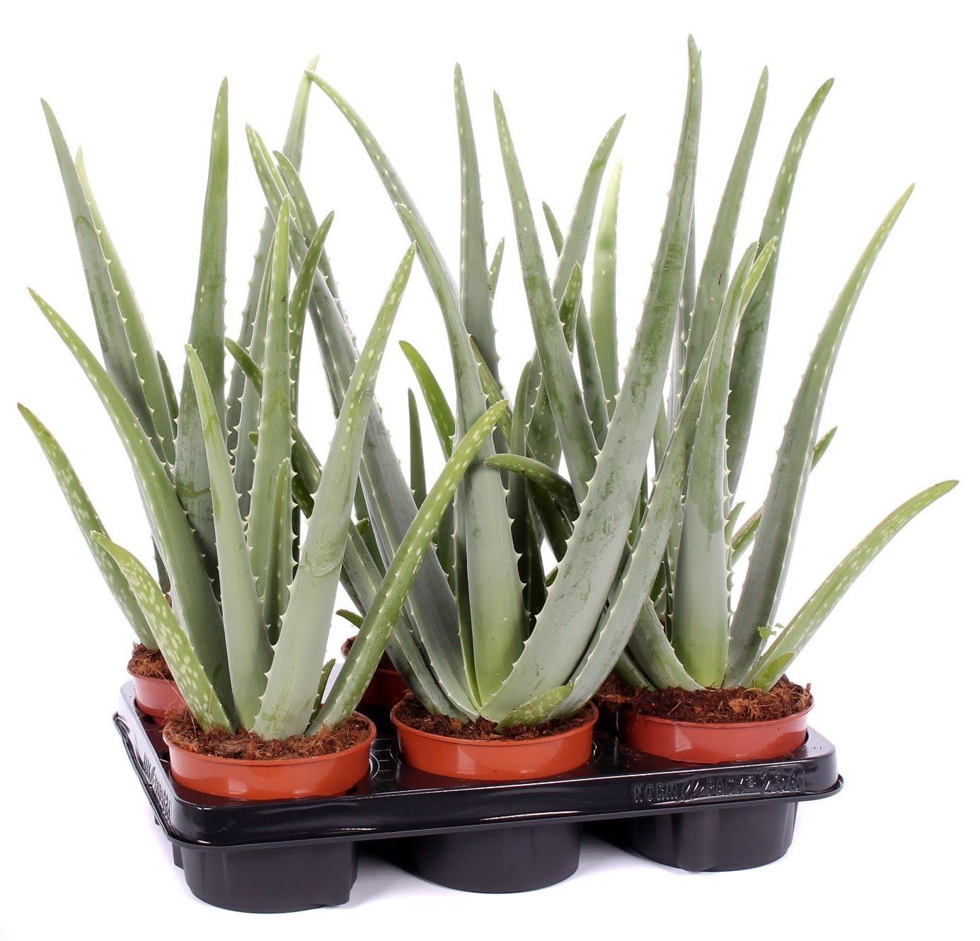 Aloe Vera, Medicina Aloe, Indoor - www.Greenie.ae Buy online Best and Healthy Plants and quality products guarantee in Dubai Plants Shop in Dubai Abu Dhabi all over UAE Plants near me Fresh Plants in Dubai where to buy plants in UAE - Greenie.ae