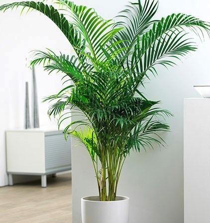 Areca Palm , Chrysalidocarpus lutescens (Indoor) - www.Greenie.ae Buy online Best and Healthy Plants and quality products guarantee in Dubai Plants Shop in Dubai Abu Dhabi all over UAE Plants near me Fresh Plants in Dubai where to buy plants in UAE - Greenie.ae