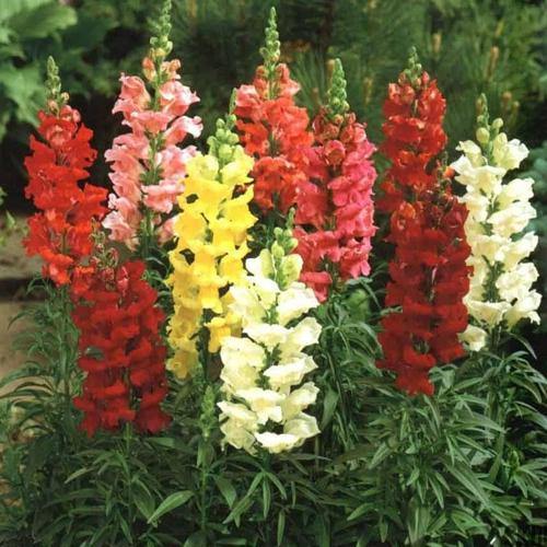 Antirrhium Majus, Snapdragon, Antirrhinum (small) - www.Greenie.ae Buy online Best and Healthy Plants and quality products guarantee in Dubai Plants Shop in Dubai Abu Dhabi all over UAE Plants near me Fresh Plants in Dubai where to buy plants in UAE - Greenie.ae