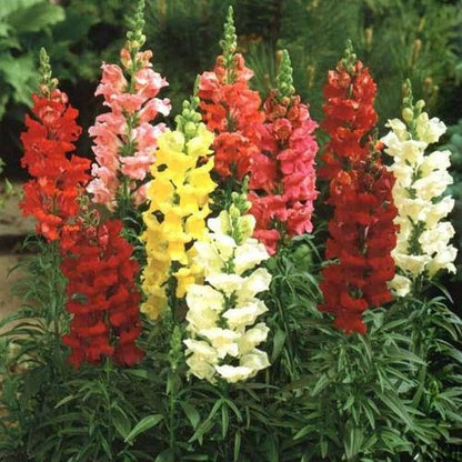 Antirrhium Majus, Snapdragon, Antirrhinum (small) - www.Greenie.ae Buy online Best and Healthy Plants and quality products guarantee in Dubai Plants Shop in Dubai Abu Dhabi all over UAE Plants near me Fresh Plants in Dubai where to buy plants in UAE - Greenie.ae