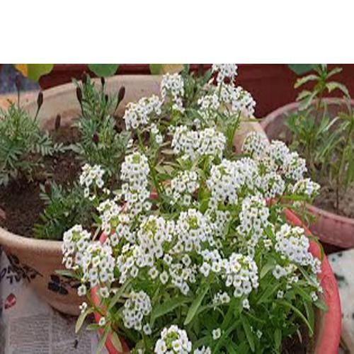 Alyssum, Alisons (small) - www.Greenie.ae Buy online Best and Healthy Plants and quality products guarantee in Dubai Plants Shop in Dubai Abu Dhabi all over UAE Plants near me Fresh Plants in Dubai where to buy plants in UAE - Greenie.ae