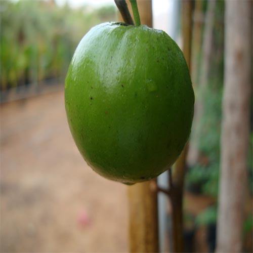 Ziziphus jujuba, Jujube Tree - www.Greenie.ae Buy online Best and Healthy Plants and quality products guarantee in Dubai Plants Shop in Dubai Abu Dhabi all over UAE Plants near me Fresh Plants in Dubai where to buy plants in UAE - Greenie.ae