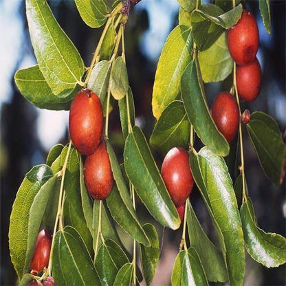 Ziziphus jujuba, Jujube Tree - www.Greenie.ae Buy online Best and Healthy Plants and quality products guarantee in Dubai Plants Shop in Dubai Abu Dhabi all over UAE Plants near me Fresh Plants in Dubai where to buy plants in UAE - Greenie.ae