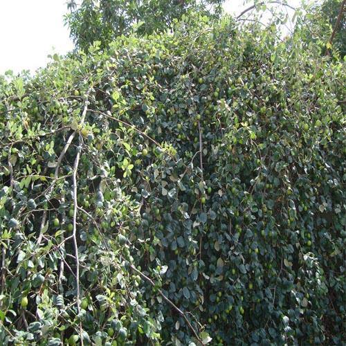 Ziziphus jujuba, Jujube Tree - www.Greenie.ae Buy online Best and Healthy Plants and quality products guarantee in Dubai Plants Shop in Dubai Abu Dhabi all over UAE Plants near me Fresh Plants in Dubai where to buy plants in UAE - Greenie.ae