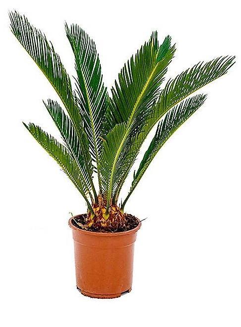 Cycas Revoluta, Sago Palm , Palm Fern, indoor - www.Greenie.ae Buy online Best and Healthy Plants and quality products guarantee in Dubai Plants Shop in Dubai Abu Dhabi all over UAE Plants near me Fresh Plants in Dubai where to buy plants in UAE - Greenie.ae