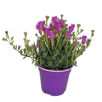 Lampranthus spectabilis, Copiosus (small) - www.Greenie.ae Buy online Best and Healthy Plants and quality products guarantee in Dubai Plants Shop in Dubai Abu Dhabi all over UAE Plants near me Fresh Plants in Dubai where to buy plants in UAE - Greenie.ae