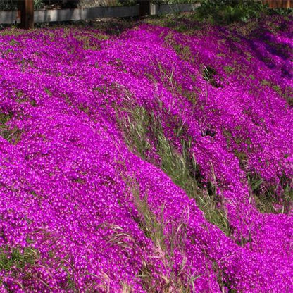 Lampranthus spectabilis, Copiosus (small) - www.Greenie.ae Buy online Best and Healthy Plants and quality products guarantee in Dubai Plants Shop in Dubai Abu Dhabi all over UAE Plants near me Fresh Plants in Dubai where to buy plants in UAE - Greenie.ae