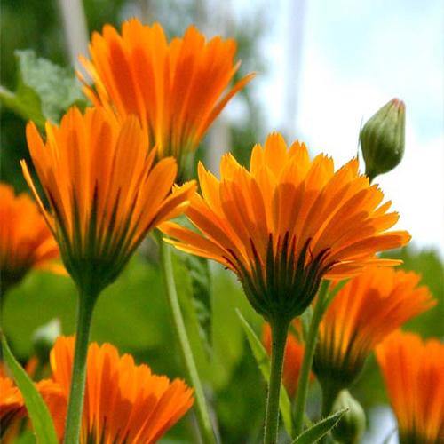 Calendula Officinalis, English Marigold (small) - www.Greenie.ae Buy online Best and Healthy Plants and quality products guarantee in Dubai Plants Shop in Dubai Abu Dhabi all over UAE Plants near me Fresh Plants in Dubai where to buy plants in UAE - Greenie.ae