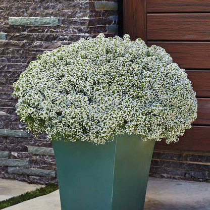 Alyssum, Alisons (small) - www.Greenie.ae Buy online Best and Healthy Plants and quality products guarantee in Dubai Plants Shop in Dubai Abu Dhabi all over UAE Plants near me Fresh Plants in Dubai where to buy plants in UAE - Greenie.ae