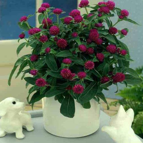 Gompherena Flowers (small) - www.Greenie.ae Buy online Best and Healthy Plants and quality products guarantee in Dubai Plants Shop in Dubai Abu Dhabi all over UAE Plants near me Fresh Plants in Dubai where to buy plants in UAE - Greenie.ae