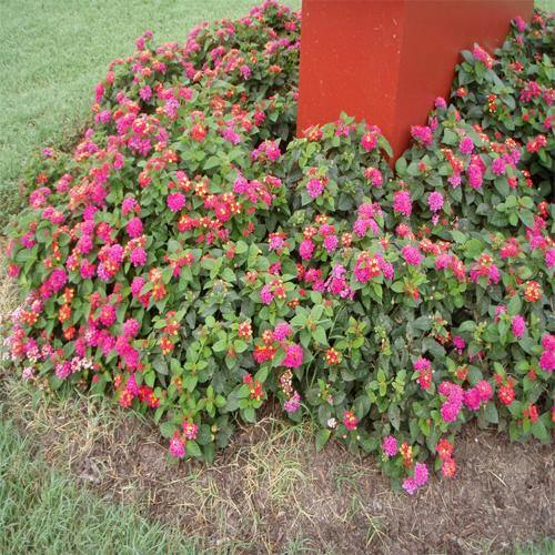 Lantana Camara Pink - www.Greenie.ae Buy online Best and Healthy Plants and quality products guarantee in Dubai Plants Shop in Dubai Abu Dhabi all over UAE Plants near me Fresh Plants in Dubai where to buy plants in UAE - Greenie.ae