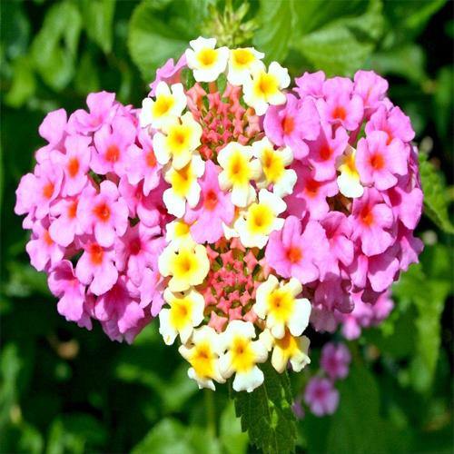 Lantana Camara Pink - www.Greenie.ae Buy online Best and Healthy Plants and quality products guarantee in Dubai Plants Shop in Dubai Abu Dhabi all over UAE Plants near me Fresh Plants in Dubai where to buy plants in UAE - Greenie.ae