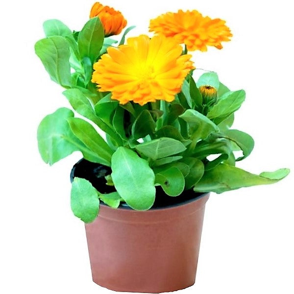 Calendula Officinalis, English Marigold (small) - www.Greenie.ae Buy online Best and Healthy Plants and quality products guarantee in Dubai Plants Shop in Dubai Abu Dhabi all over UAE Plants near me Fresh Plants in Dubai where to buy plants in UAE - Greenie.ae