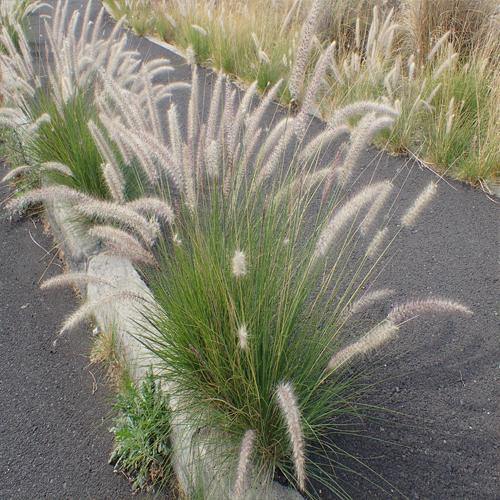 Pennisetum Setaceum, African Fountain Grass, Tender Fountain Grass - www.Greenie.ae Buy online Best and Healthy Plants and quality products guarantee in Dubai Plants Shop in Dubai Abu Dhabi all over UAE Plants near me Fresh Plants in Dubai where to buy plants in UAE - Greenie.ae