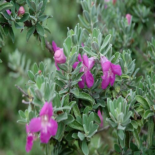 Leucophyllum Frutescens, Texas Sage Dubai UAE best online Plants