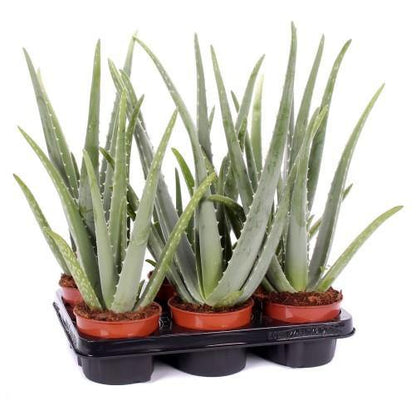 Aloe Vera, Medicina Aloe, Savila, Outdoor - www.Greenie.ae Buy online Best and Healthy Plants and quality products guarantee in Dubai Plants Shop in Dubai Abu Dhabi all over UAE Plants near me Fresh Plants in Dubai where to buy plants in UAE - Greenie.ae