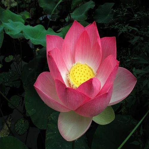 Sacred Lotus, Nelumbo Nucifera - www.Greenie.ae Buy online Best and Healthy Plants and quality products guarantee in Dubai Plants Shop in Dubai Abu Dhabi all over UAE Plants near me Fresh Plants in Dubai where to buy plants in UAE - Greenie.ae