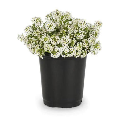 Alyssum, Alisons (small) - www.Greenie.ae Buy online Best and Healthy Plants and quality products guarantee in Dubai Plants Shop in Dubai Abu Dhabi all over UAE Plants near me Fresh Plants in Dubai where to buy plants in UAE - Greenie.ae