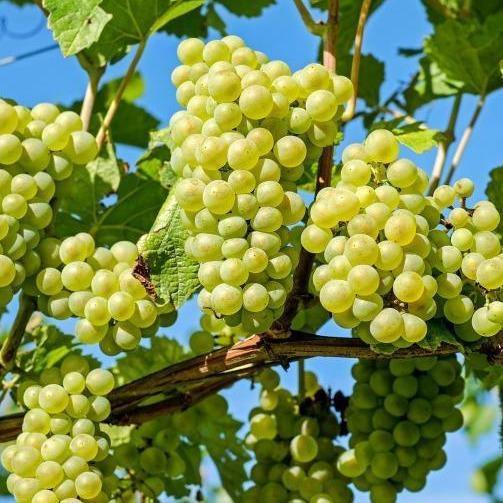 Grapes Vine, Vitis Vinifera, العنب فاين - www.Greenie.ae Buy online Best and Healthy Plants and quality products guarantee in Dubai Plants Shop in Dubai Abu Dhabi all over UAE Plants near me Fresh Plants in Dubai where to buy plants in UAE - Greenie.ae