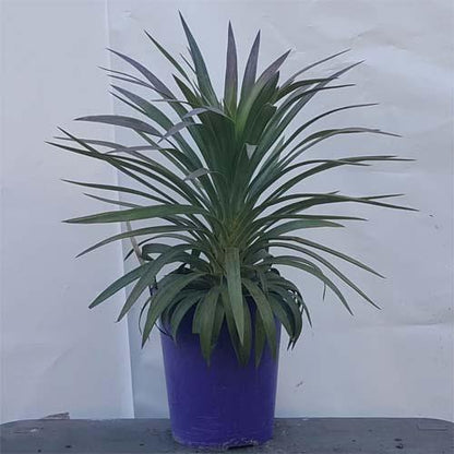 Yucca Desmetiana, Blue Boy - www.Greenie.ae Buy online Best and Healthy Plants and quality products guarantee in Dubai Plants Shop in Dubai Abu Dhabi all over UAE Plants near me Fresh Plants in Dubai where to buy plants in UAE - Greenie.ae