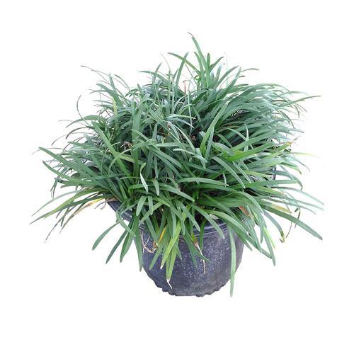 Dwarf Lilyturf, Ophiopogon Jaburan - www.Greenie.ae Buy online Best and Healthy Plants and quality products guarantee in Dubai Plants Shop in Dubai Abu Dhabi all over UAE Plants near me Fresh Plants in Dubai where to buy plants in UAE - Greenie.ae