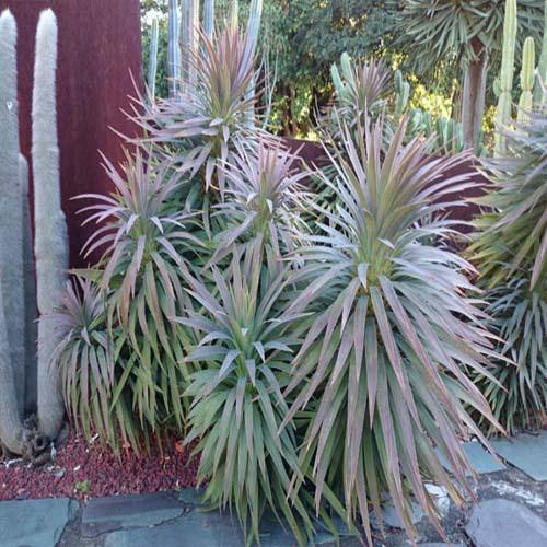 Yucca Desmetiana, Blue Boy - www.Greenie.ae Buy online Best and Healthy Plants and quality products guarantee in Dubai Plants Shop in Dubai Abu Dhabi all over UAE Plants near me Fresh Plants in Dubai where to buy plants in UAE - Greenie.ae