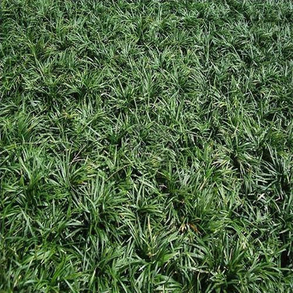 Dwarf Lilyturf, Ophiopogon Jaburan - www.Greenie.ae Buy online Best and Healthy Plants and quality products guarantee in Dubai Plants Shop in Dubai Abu Dhabi all over UAE Plants near me Fresh Plants in Dubai where to buy plants in UAE - Greenie.ae