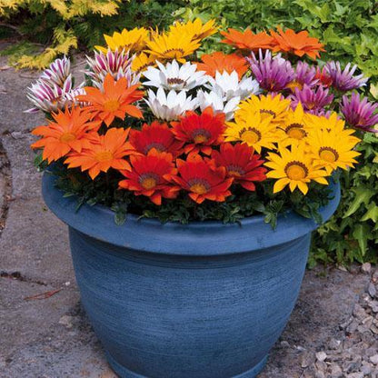 Gazania Flowering Plants - www.Greenie.ae Buy online Best and Healthy Plants and quality products guarantee in Dubai Plants Shop in Dubai Abu Dhabi all over UAE Plants near me Fresh Plants in Dubai where to buy plants in UAE - Greenie.ae