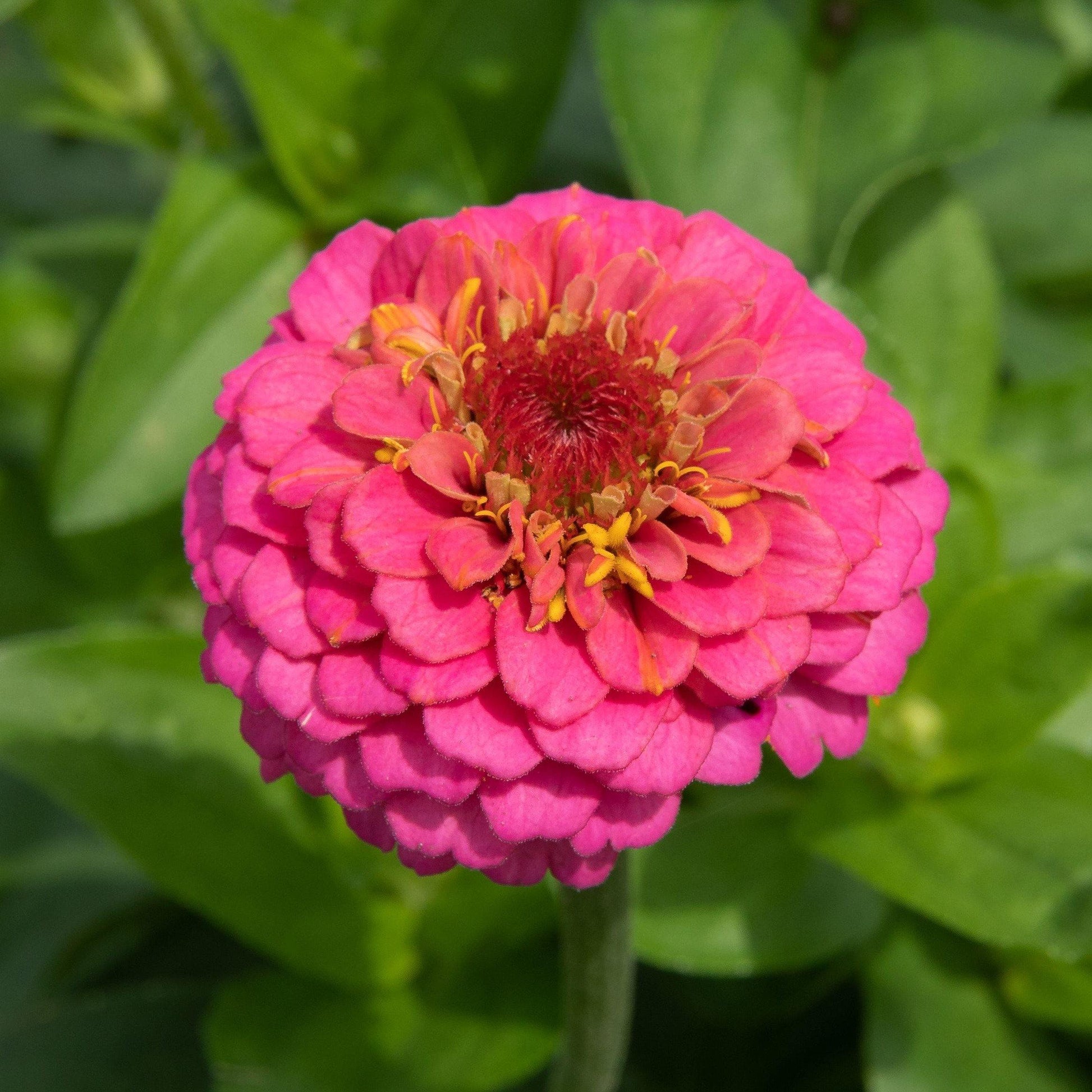 Zinnia Flowers, Zinnia (small) - www.Greenie.ae Buy online Best and Healthy Plants and quality products guarantee in Dubai Plants Shop in Dubai Abu Dhabi all over UAE Plants near me Fresh Plants in Dubai where to buy plants in UAE - Greenie.ae