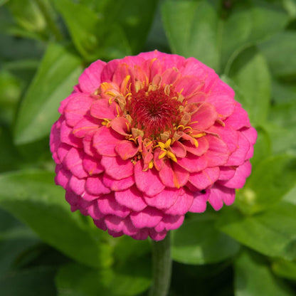 Zinnia Flowers, Zinnia (small) - www.Greenie.ae Buy online Best and Healthy Plants and quality products guarantee in Dubai Plants Shop in Dubai Abu Dhabi all over UAE Plants near me Fresh Plants in Dubai where to buy plants in UAE - Greenie.ae