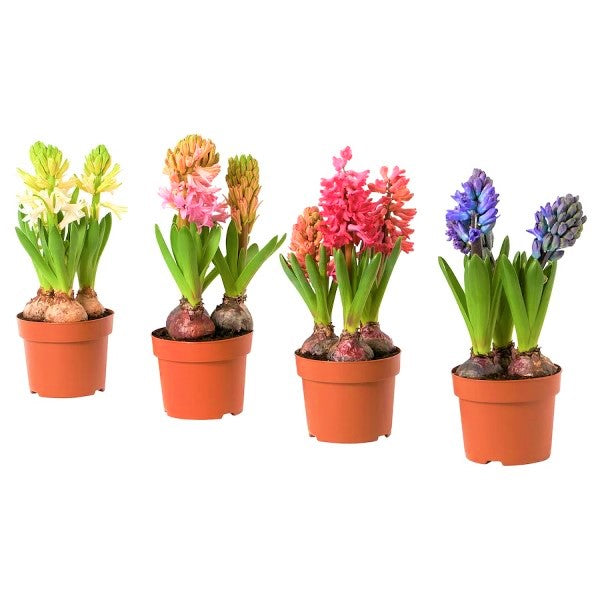 Hyacinth Bulb Fragrance - www.Greenie.ae Buy online Best and Healthy Plants and quality products guarantee in Dubai Plants Shop in Dubai Abu Dhabi all over UAE Plants near me Fresh Plants in Dubai where to buy plants in UAE - Greenie.ae