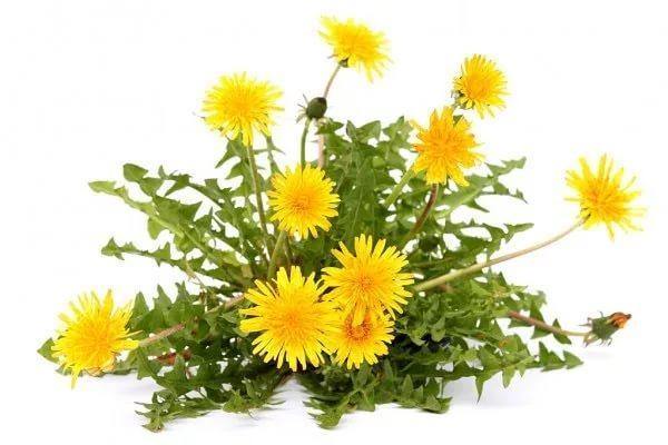 Wedelia Trilobata, Creeping Daisy or Rabbit Paw (small) - www.Greenie.ae Buy online Best and Healthy Plants and quality products guarantee in Dubai Plants Shop in Dubai Abu Dhabi all over UAE Plants near me Fresh Plants in Dubai where to buy plants in UAE - Greenie.ae