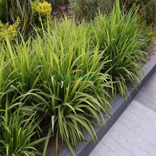 Pandanus Baptistii - www.Greenie.ae Buy online Best and Healthy Plants and quality products guarantee in Dubai Plants Shop in Dubai Abu Dhabi all over UAE Plants near me Fresh Plants in Dubai where to buy plants in UAE - Greenie.ae