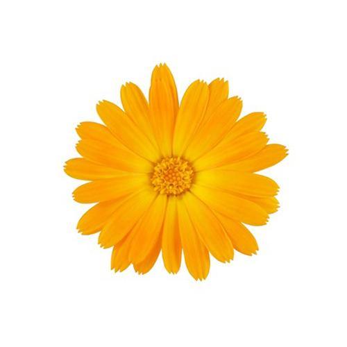 Calendula Officinalis, English Marigold (small) - www.Greenie.ae Buy online Best and Healthy Plants and quality products guarantee in Dubai Plants Shop in Dubai Abu Dhabi all over UAE Plants near me Fresh Plants in Dubai where to buy plants in UAE - Greenie.ae