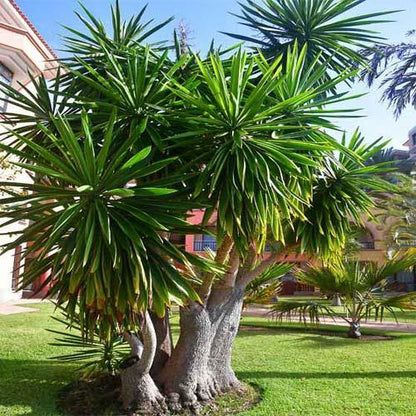 Yucca Elephantipes, Spineless Yucca, Giant Yucca - www.Greenie.ae Buy online Best and Healthy Plants and quality products guarantee in Dubai Plants Shop in Dubai Abu Dhabi all over UAE Plants near me Fresh Plants in Dubai where to buy plants in UAE - Greenie.ae