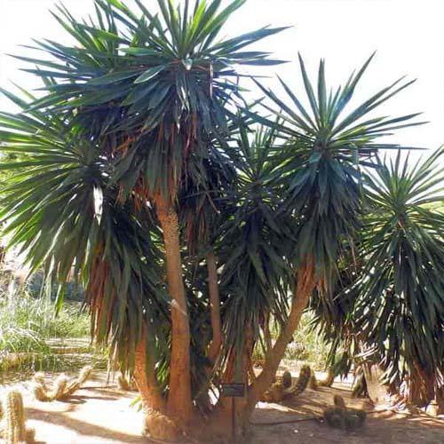 Yucca Elephantipes, Spineless Yucca, Giant Yucca - www.Greenie.ae Buy online Best and Healthy Plants and quality products guarantee in Dubai Plants Shop in Dubai Abu Dhabi all over UAE Plants near me Fresh Plants in Dubai where to buy plants in UAE - Greenie.ae