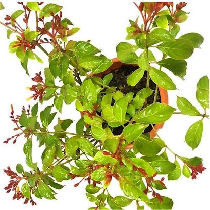 Fire Bush, Hamelia Patens - www.Greenie.ae Buy online Best and Healthy Plants and quality products guarantee in Dubai Plants Shop in Dubai Abu Dhabi all over UAE Plants near me Fresh Plants in Dubai where to buy plants in UAE - Greenie.ae