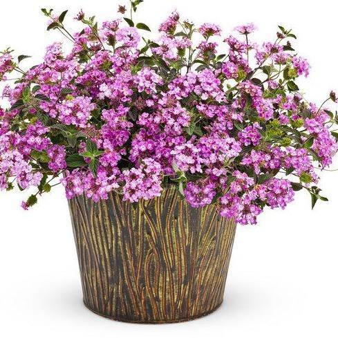 Lantana Montevidensis Purple, Trailing lantana - www.Greenie.ae Buy online Best and Healthy Plants and quality products guarantee in Dubai Plants Shop in Dubai Abu Dhabi all over UAE Plants near me Fresh Plants in Dubai where to buy plants in UAE - Greenie.ae