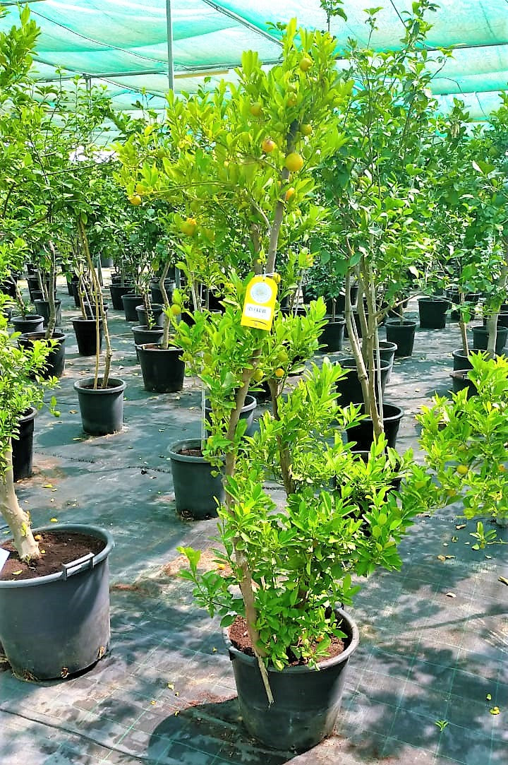 Lemon Tree, Citrus Lemon - www.Greenie.ae Buy online Best and Healthy Plants and quality products guarantee in Dubai Plants Shop in Dubai Abu Dhabi all over UAE Plants near me Fresh Plants in Dubai where to buy plants in UAE - Greenie.ae