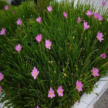 Rain Lily, Zephyr Lily, Zephyranthes Grandiflora, Lilly - www.Greenie.ae Buy online Best and Healthy Plants and quality products guarantee in Dubai Plants Shop in Dubai Abu Dhabi all over UAE Plants near me Fresh Plants in Dubai where to buy plants in UAE - Greenie.ae