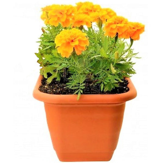 Marigold (small) - www.Greenie.ae Buy online Best and Healthy Plants and quality products guarantee in Dubai Plants Shop in Dubai Abu Dhabi all over UAE Plants near me Fresh Plants in Dubai where to buy plants in UAE - Greenie.ae