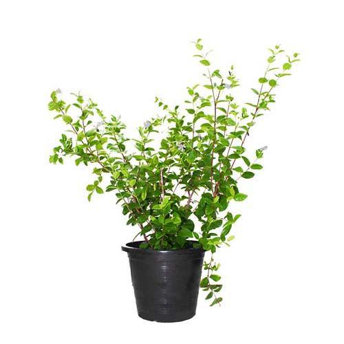 Wrightia Milky Way - www.Greenie.ae Buy online Best and Healthy Plants and quality products guarantee in Dubai Plants Shop in Dubai Abu Dhabi all over UAE Plants near me Fresh Plants in Dubai where to buy plants in UAE - Greenie.ae