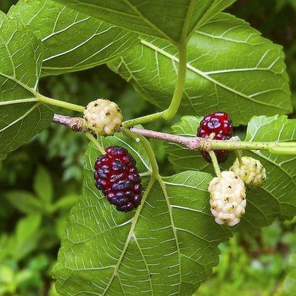 Mulberry Tree, Morus Alba - www.Greenie.ae Buy online Best and Healthy Plants and quality products guarantee in Dubai Plants Shop in Dubai Abu Dhabi all over UAE Plants near me Fresh Plants in Dubai where to buy plants in UAE - Greenie.ae