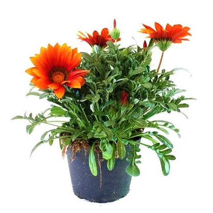 Gazania Flowering Plants - www.Greenie.ae Buy online Best and Healthy Plants and quality products guarantee in Dubai Plants Shop in Dubai Abu Dhabi all over UAE Plants near me Fresh Plants in Dubai where to buy plants in UAE - Greenie.ae