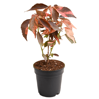 Acalypha wilkesiana, Copper Leaf - www.Greenie.ae Buy online Best and Healthy Plants and quality products guarantee in Dubai Plants Shop in Dubai Abu Dhabi all over UAE Plants near me Fresh Plants in Dubai where to buy plants in UAE - Greenie.ae