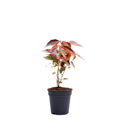 Acalypha wilkesiana, Copper Leaf - www.Greenie.ae Buy online Best and Healthy Plants and quality products guarantee in Dubai Plants Shop in Dubai Abu Dhabi all over UAE Plants near me Fresh Plants in Dubai where to buy plants in UAE - Greenie.ae