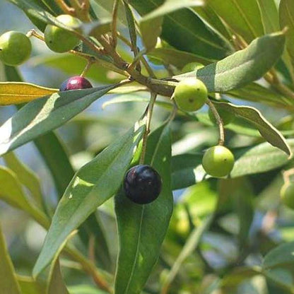 Olea Europaea , Olive Tree, Conical Shape - www.Greenie.ae Buy online Best and Healthy Plants and quality products guarantee in Dubai Plants Shop in Dubai Abu Dhabi all over UAE Plants near me Fresh Plants in Dubai where to buy plants in UAE - Greenie.ae