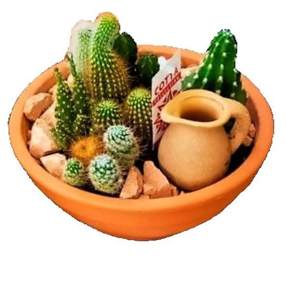 Cactus Outdoor - www.Greenie.ae Buy online Best and Healthy Plants and quality products guarantee in Dubai Plants Shop in Dubai Abu Dhabi all over UAE Plants near me Fresh Plants in Dubai where to buy plants in UAE - Greenie.ae