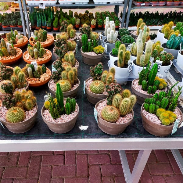 Cactus Outdoor - www.Greenie.ae Buy online Best and Healthy Plants and quality products guarantee in Dubai Plants Shop in Dubai Abu Dhabi all over UAE Plants near me Fresh Plants in Dubai where to buy plants in UAE - Greenie.ae